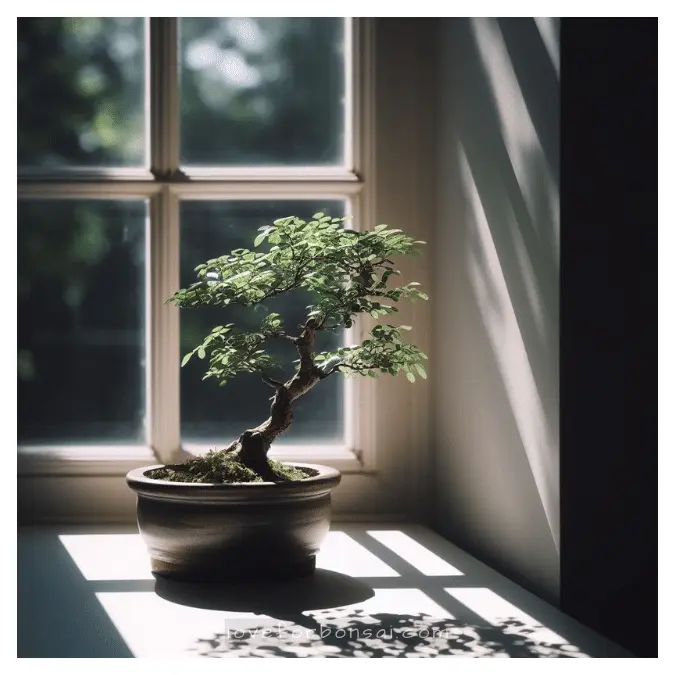 Can I Keep The Chinese Elm Bonsai Indoor