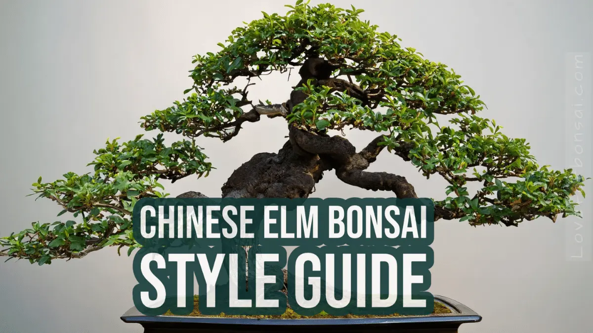 chinese elm bonsai styles