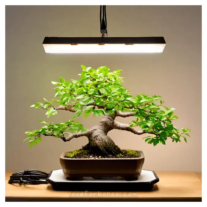 Chinese Elm Bonsai Light requirements