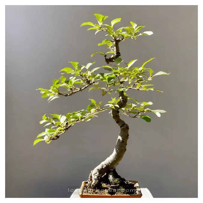 Signs of Inadequate or Excessive Light in chinese elm bonsai