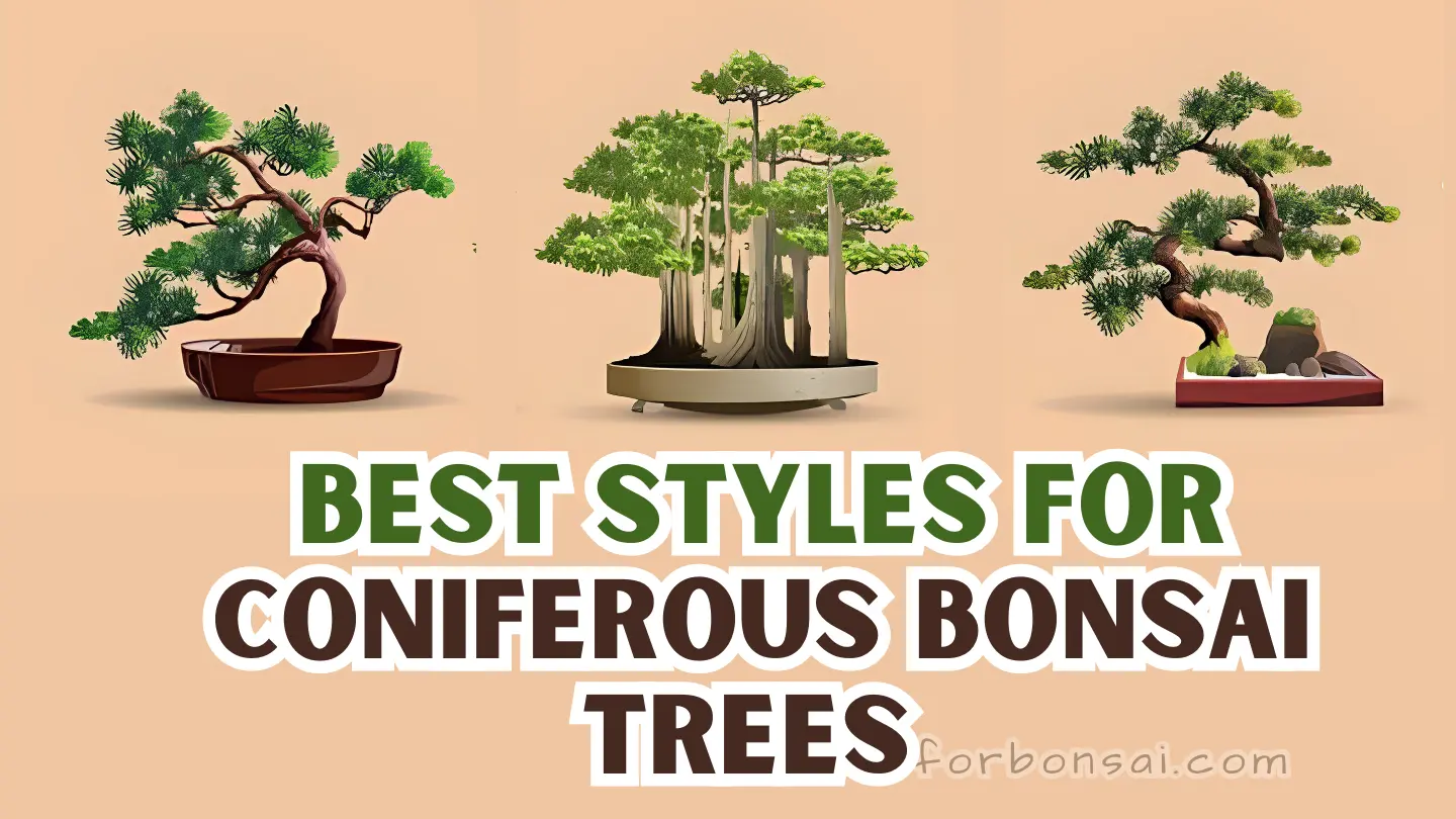coniferous bonsai tree styles