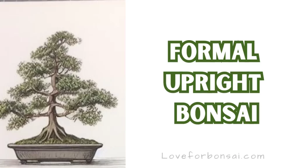 Formal Upright Style coniferous bonsai