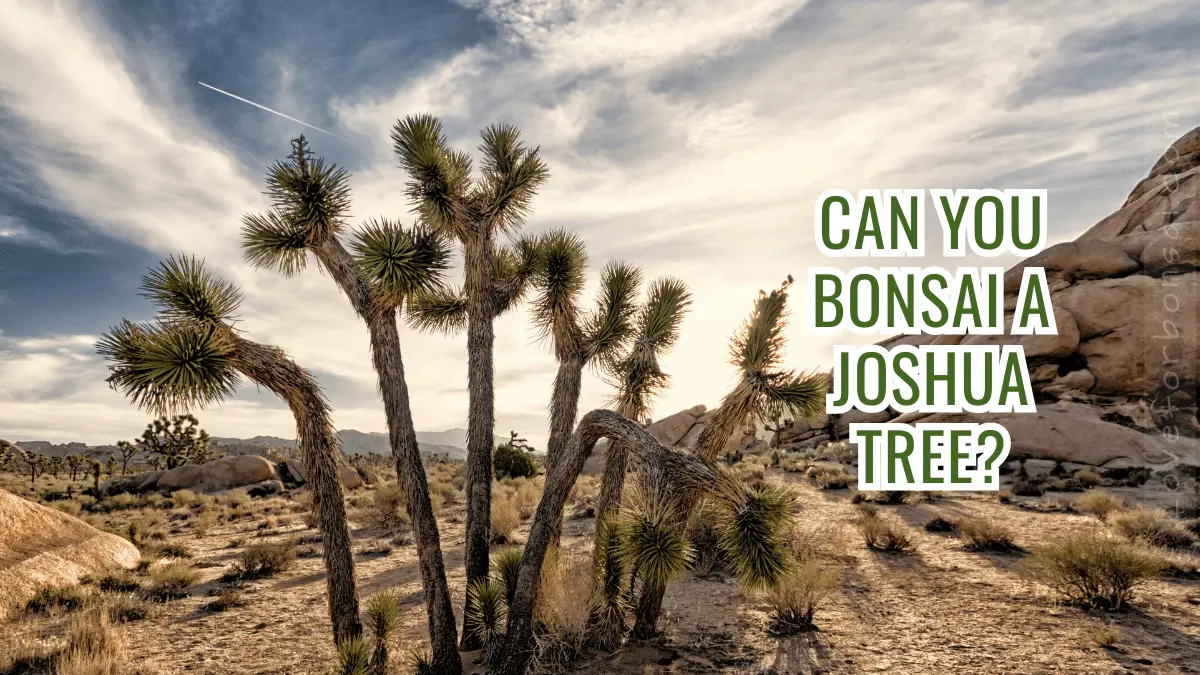 Can You Bonsai A Joshua Tree