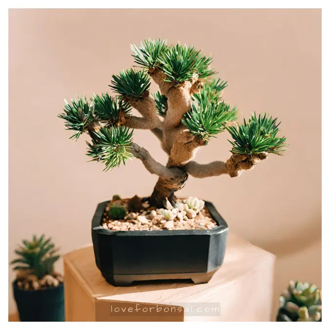 How to Create A Bonsai From Joshua Trees