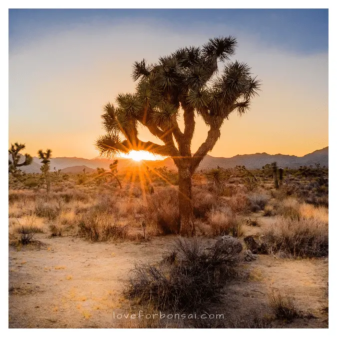 joshua tree bonsai challenges