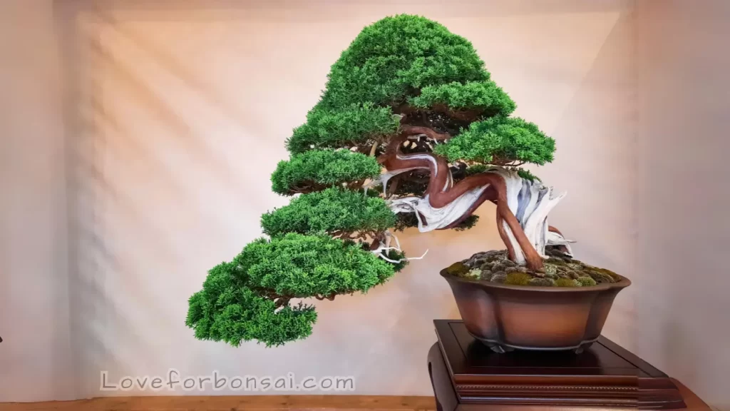 coniferous bonsai trees Semi Cascade Style