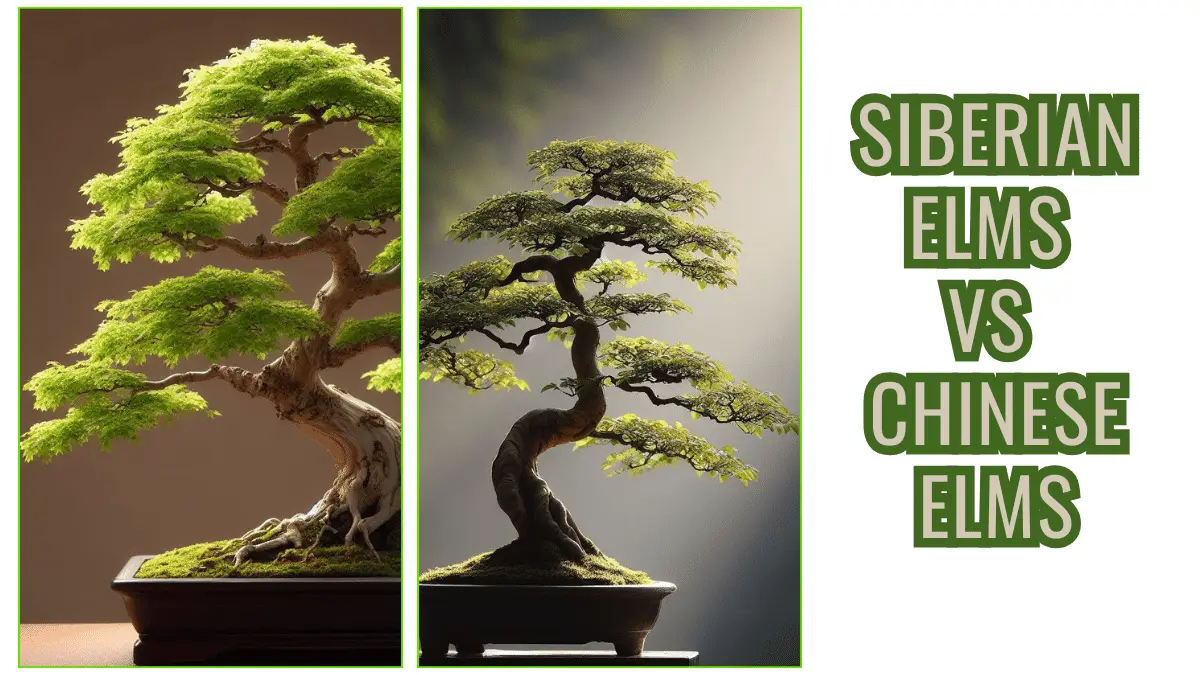 Siberian Elm vs. Chinese Elm