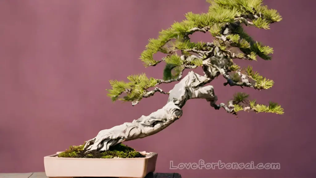 coniferous bonsai trees windswept Style