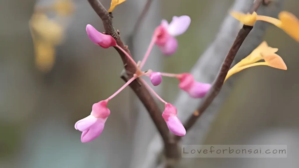 red bud bonsai tree pruning