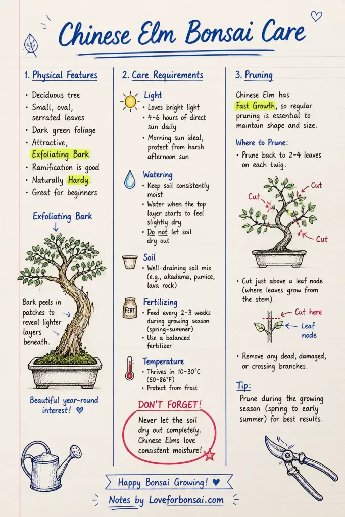 Infographics showing chinese elm bonsai care guide in a nutshell