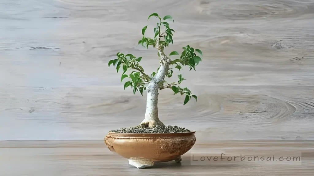 how to prune and shape a deciduous bonsai tree