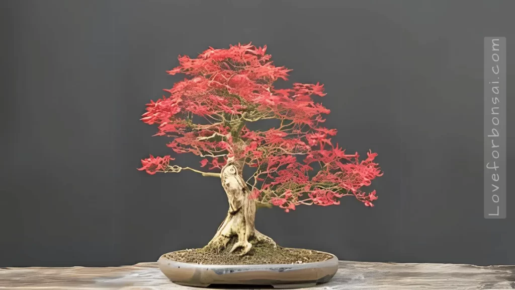 Japanese maple bonsai an example of a deciduous bonsai tree