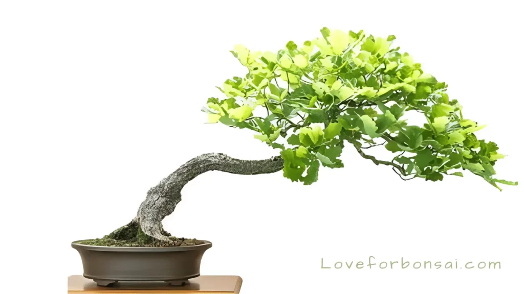 how to take care of a deciduous bonsai tree
