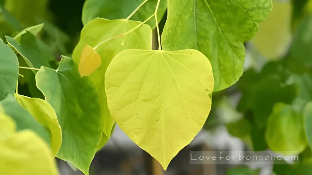 redbud bonsai leaves