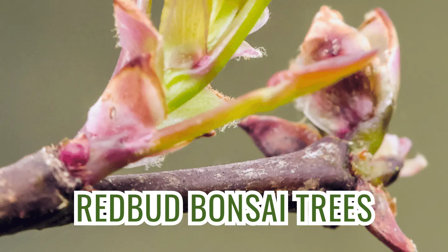 redbud bonsai tree