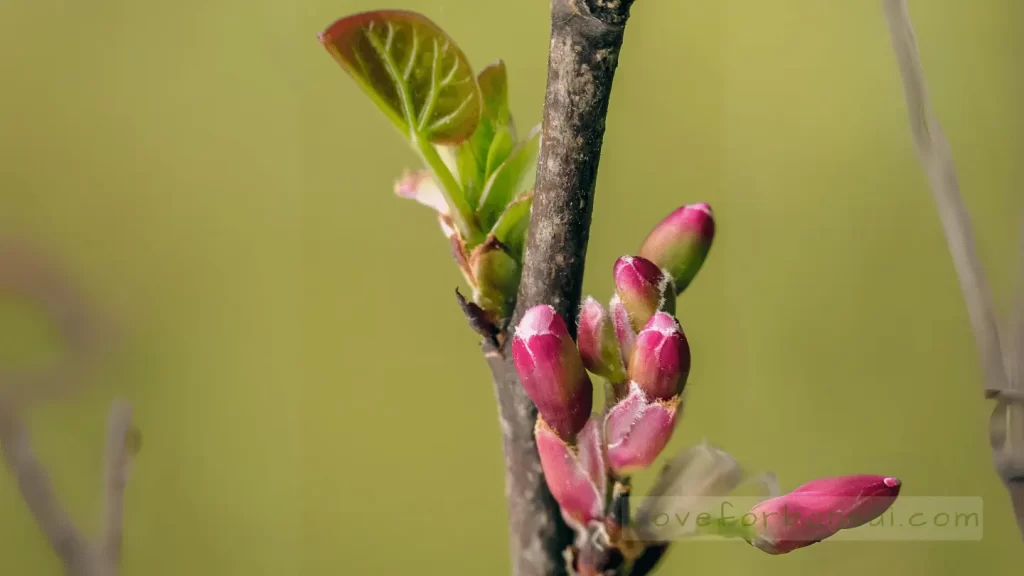 redbud bonsai tree features